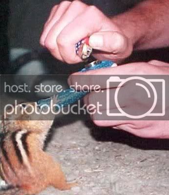 StonedChipmunk.jpg