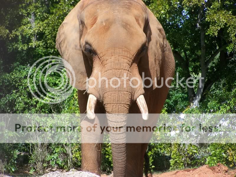 zoo036.jpg