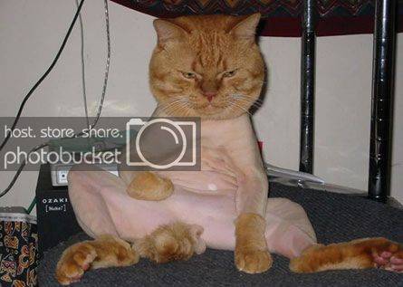 shaved_cat_m.jpg
