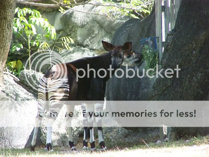 zoo044.jpg