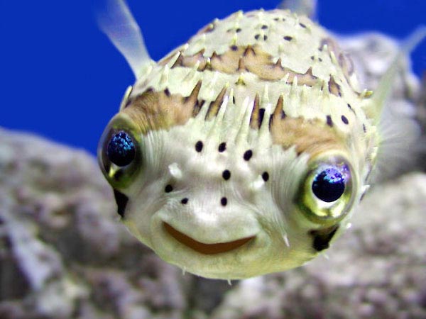 CutePuffer.jpg