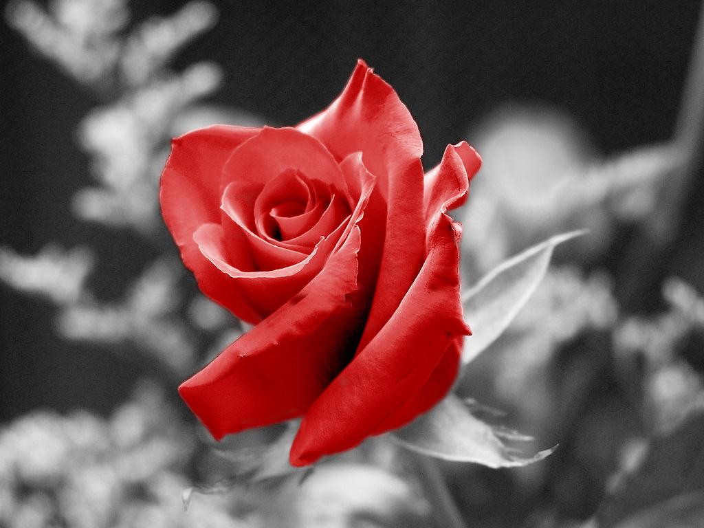 Rose_by_gemarastem.jpg