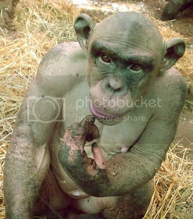 chimpanzee06.jpg