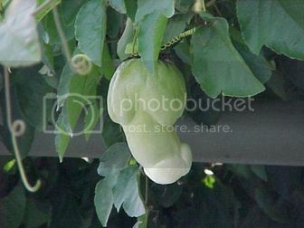 tomatodick2.bmp