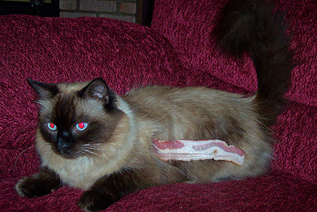 cattapebacon3.jpg