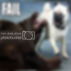 doggyFAIL1.jpg