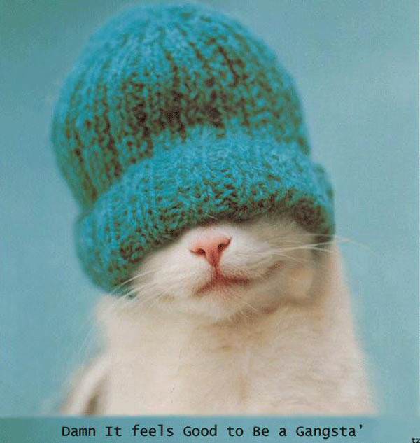 gangsta_cat.jpg
