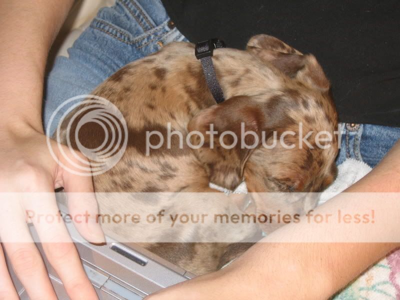 Hershey014.jpg
