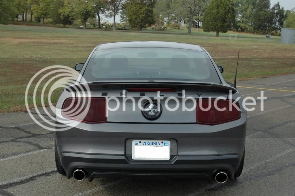 ShelbyTails7.jpg
