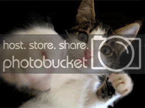 fightingkitty.gif