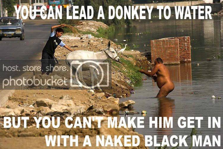 Donkey.jpg