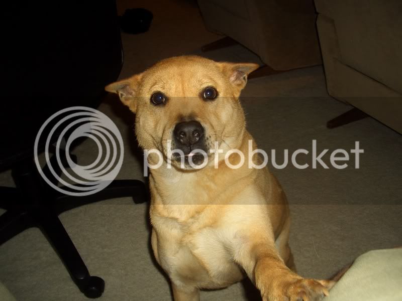 Doggy003.jpg