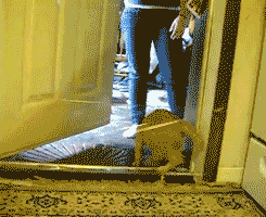 tumblr_lrznz9X4s31qzrlhgo6_250.gif
