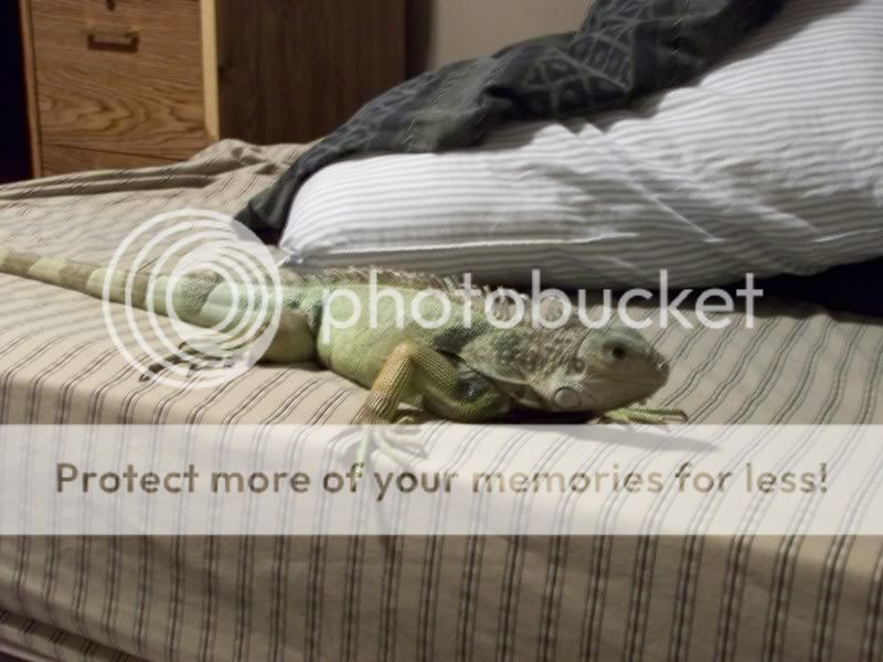 WONTDOWNLOAD008.jpg