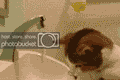 thkitty.gif