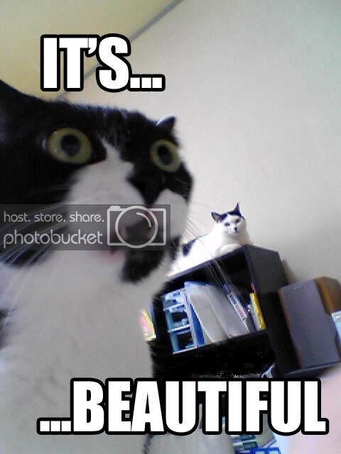 cat_its_beautiful.jpg