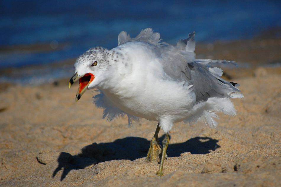 ruffled_feathers.jpg
