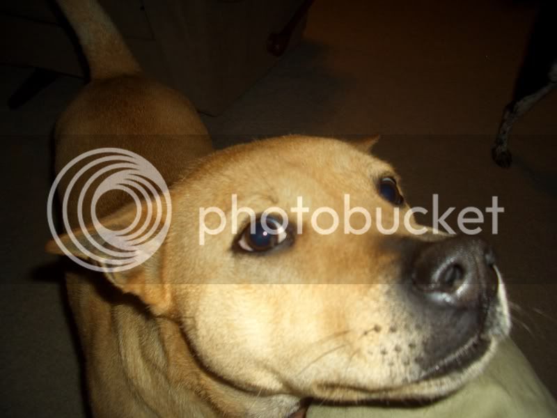 Doggy001.jpg