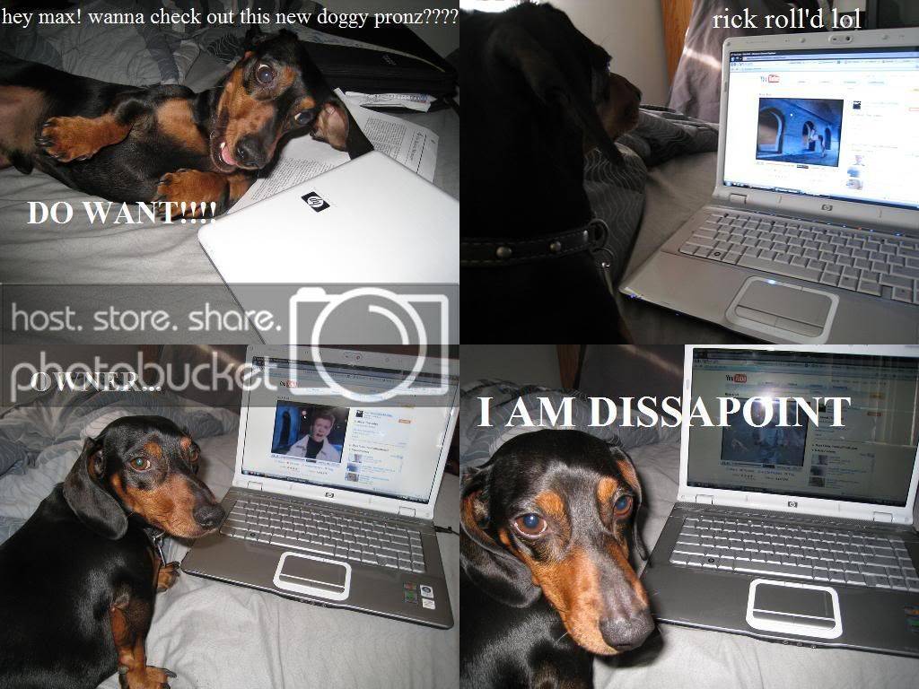 dog1.jpg