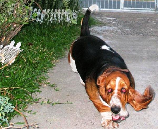 basset-hound-running-5.jpg