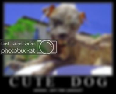 Demotivational-CuteDog.jpg