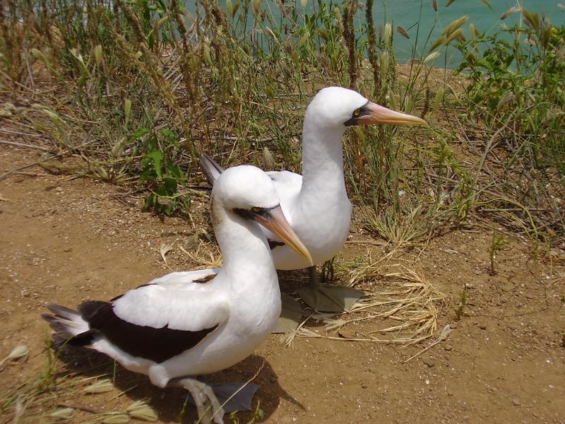 masked_boobies.jpg