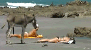 donkey.gif