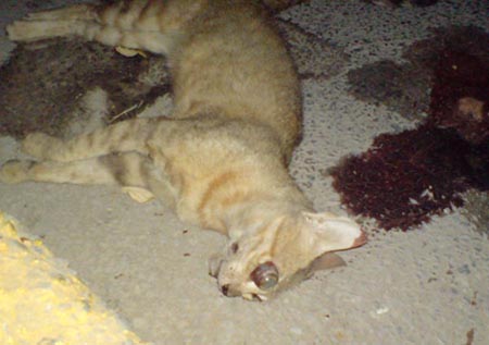 deadcat.jpg