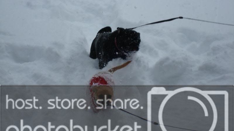 snowfall121908010.jpg