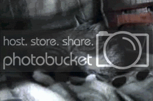 catgif.gif