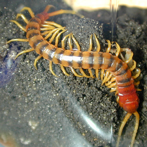 sgrobusta2.jpg
