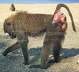 th_baboon_200.jpg