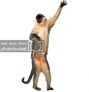 dance_monkey.gif