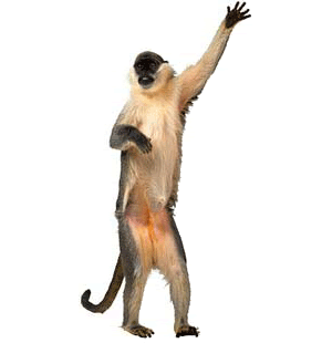 dance_monkey_dance.gif