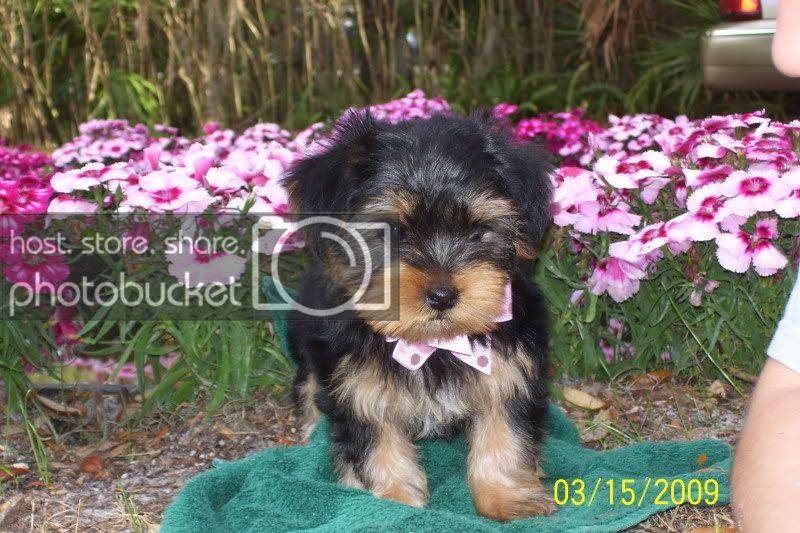 puppies041.jpg