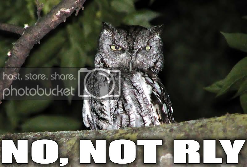 No_not_rly_owl.jpg