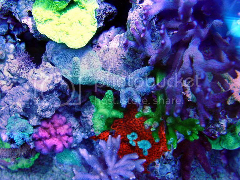 corals.jpg