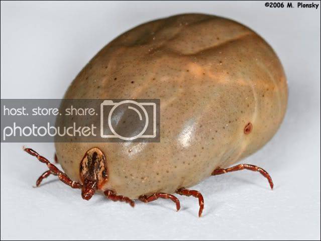 tick.jpg