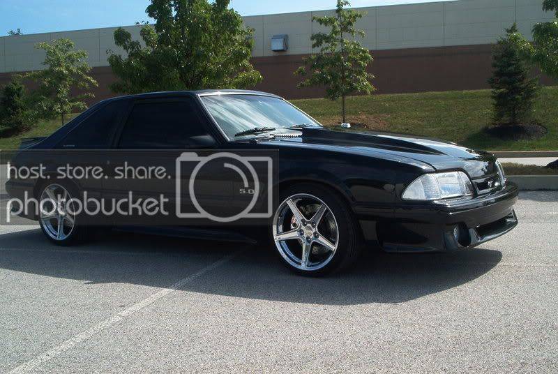 Stang1-1.jpg