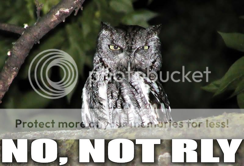 No_not_rly_owl.jpg