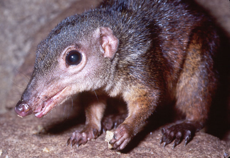 Tree%20shrew.jpg