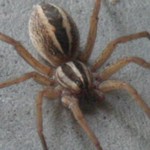 spider-thm.jpg