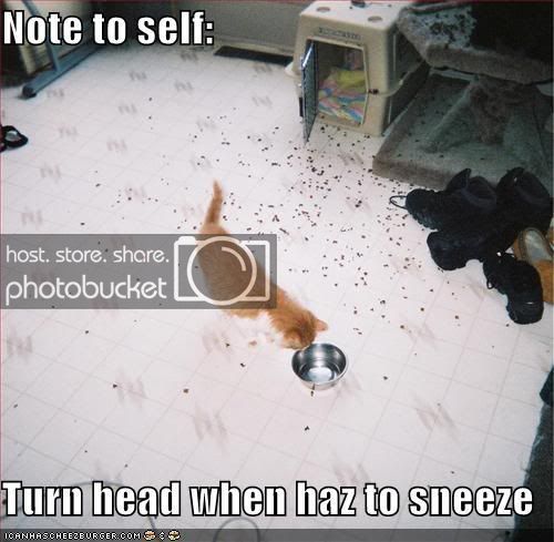 funny-pictures-orange-kitten-sneeze.jpg