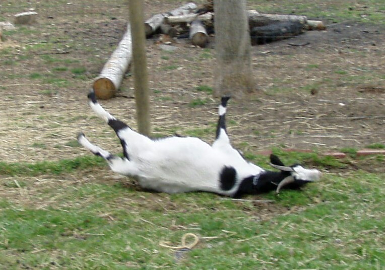 stiff%20goats%20032404%202%20002.jpg