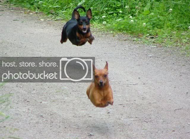 flyingweenerdogs.jpg