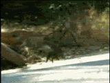 FunnyGIF7.gif