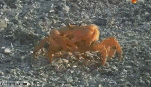 X5cVC.gif