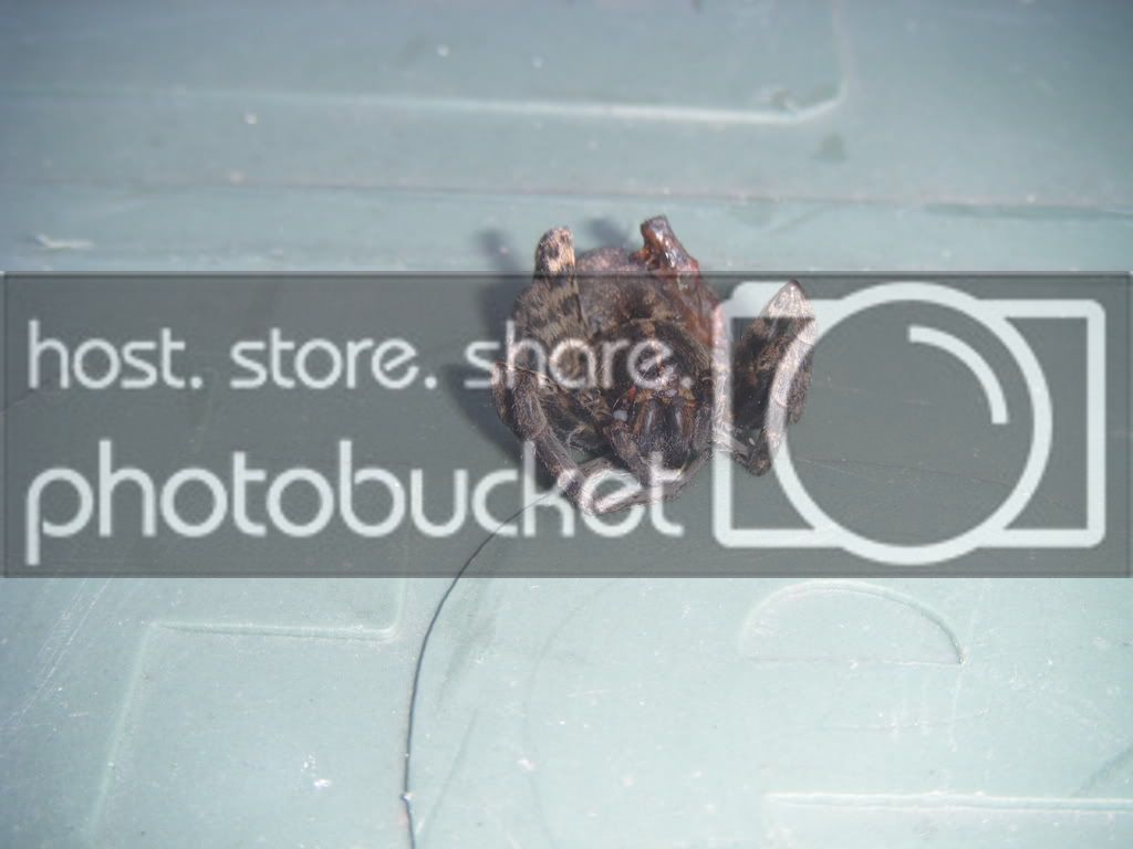 spider005.jpg
