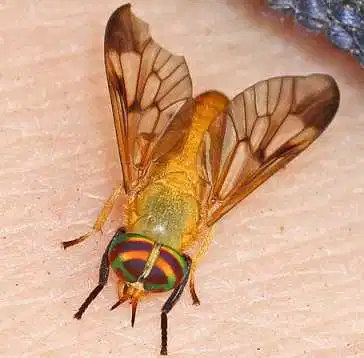 yellow-fly.png