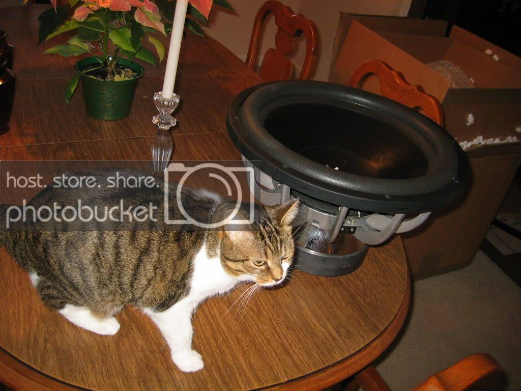 cat.jpg